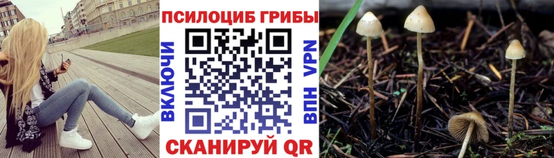 Псилоцибиновые грибы Psilocybe  Смоленск 